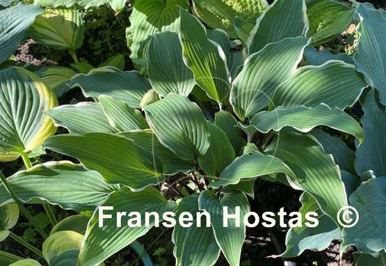 Hosta White Linen